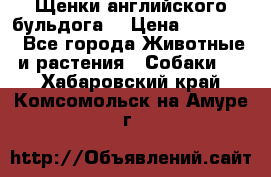 Щенки английского бульдога  › Цена ­ 60 000 - Все города Животные и растения » Собаки   . Хабаровский край,Комсомольск-на-Амуре г.